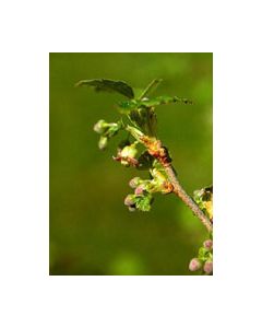 Herboplanet Msa Ribes Nigrum 50 Ml