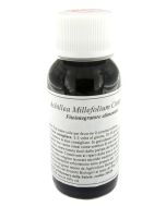 Labor Villa Stoddard Lvs 14s Achillea Millefolium Compositum