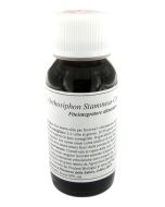 Lvs 65s Orthosiphon Stami Comp